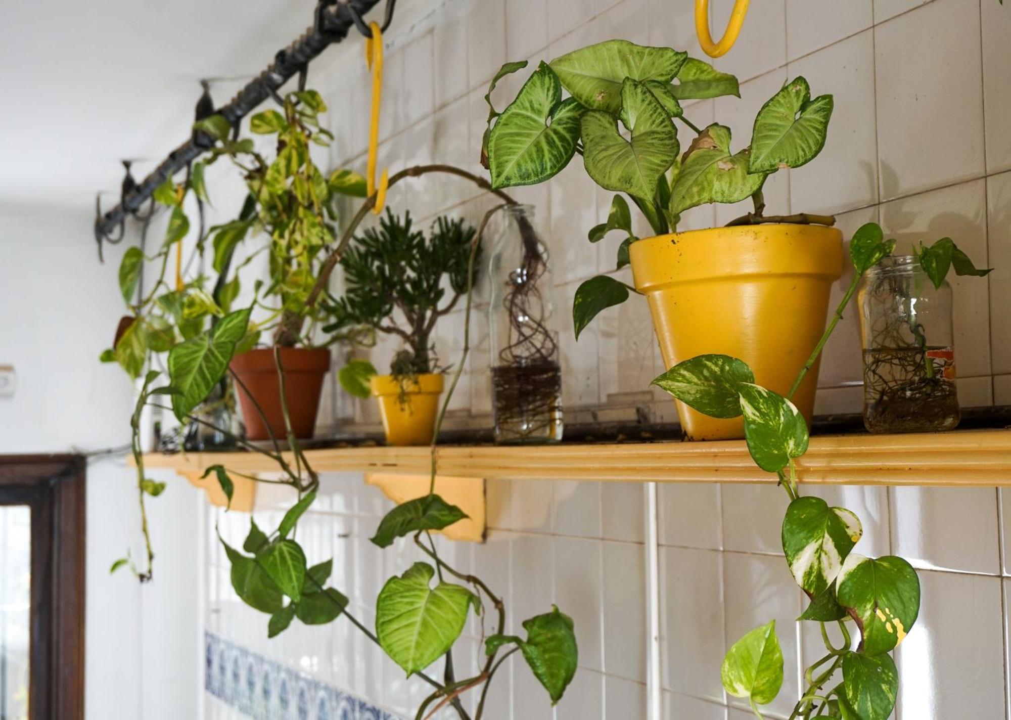Yunga Hostel Salta Kültér fotó